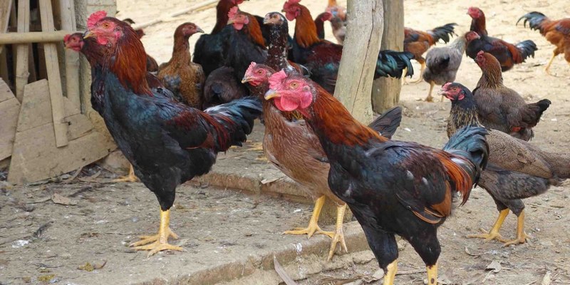 Những lưu ý quan trọng khi nuôi gà nòi lai thả vườn
