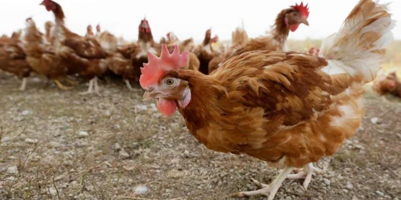 Công việc mỗi ngày của người nuôi gà ở Mỹ là gì?