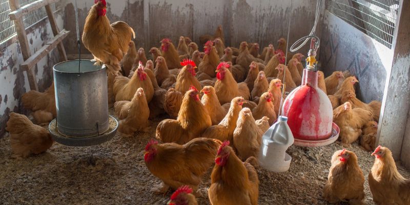 Kinh nghiệm nuôi gà ở Mỹ thành công của người Việt