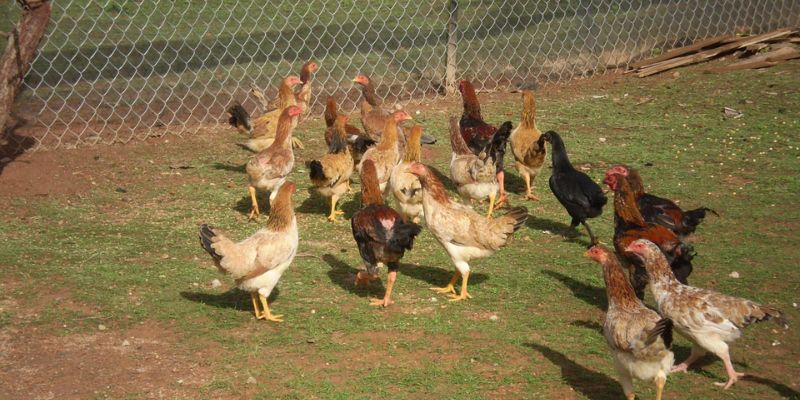 Kỹ thuật chăn nuôi gà nòi thả vườn hiệu quả 100%