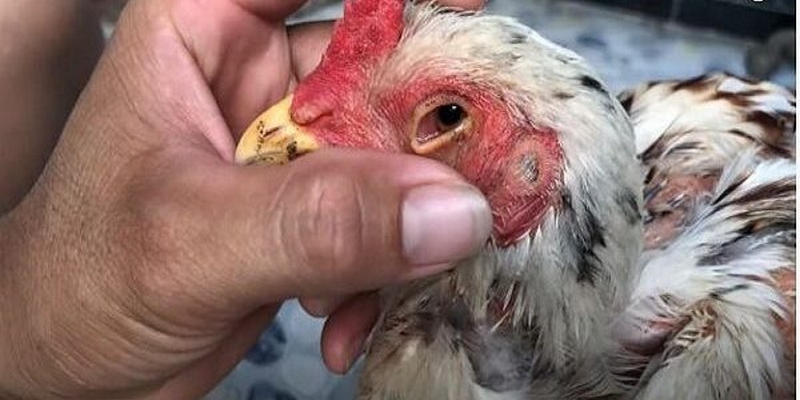 Cách điều trị gà bị sùi bọt mắt