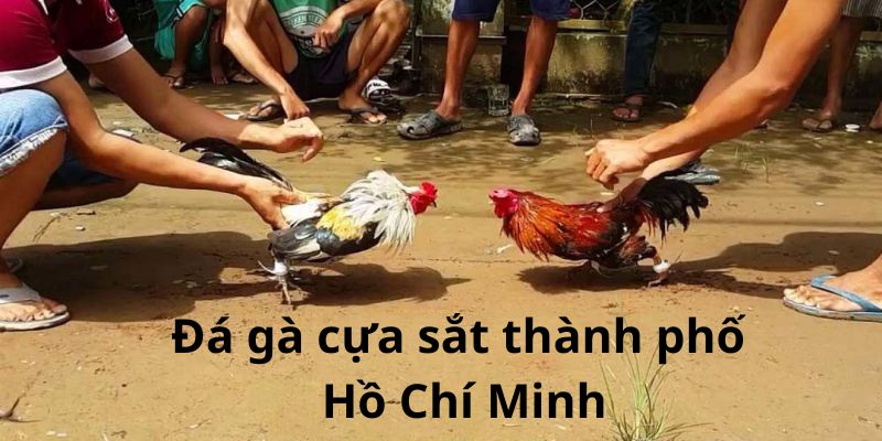 Top 4 nhà cái đá gà khiến bet thủ Việt đắm chìm
