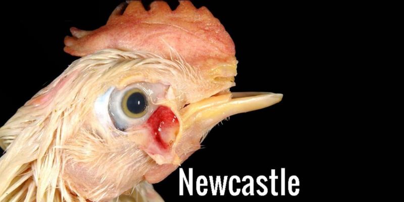 Nguyên nhân gây  ra bệnh Newcastle ở gà