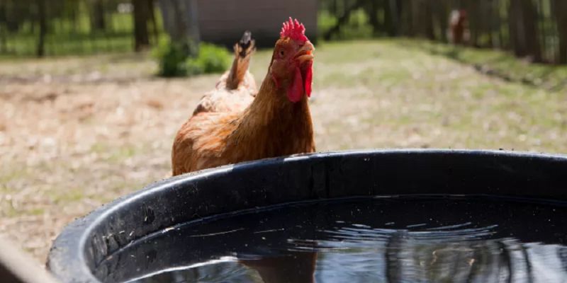 Hướng dẫn cách chữa bệnh gà chọi uống nhiều nước