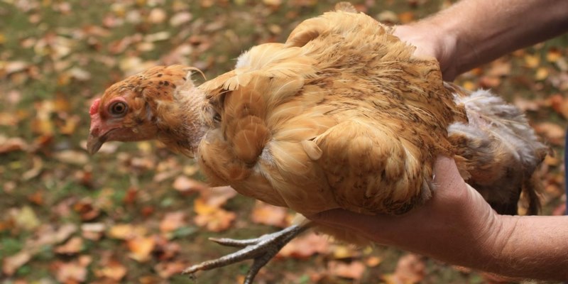 Cách chữa trị bệnh cầu trùng ở gà chọi 
